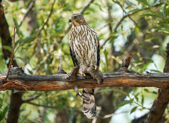 Juvenile Cooper's Hawk
