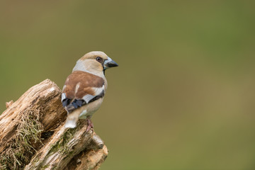 Hawfinch, Coccothraustes coccothraustes