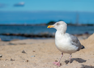 Fototapeta na wymiar sea gull Timmendorfer Strand 