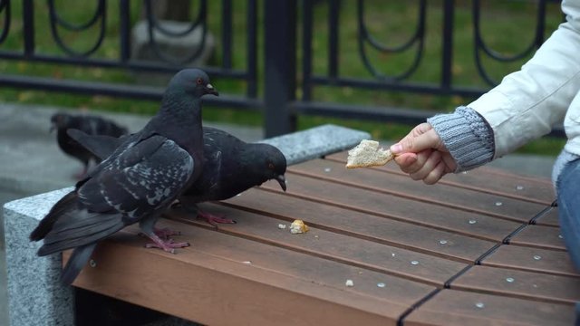 Pigeons eat bread supported by a female hand, on a cold, cloudy day, standing on a bench in a city park, close-up shoot.