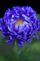 blue flower