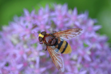 striped fly