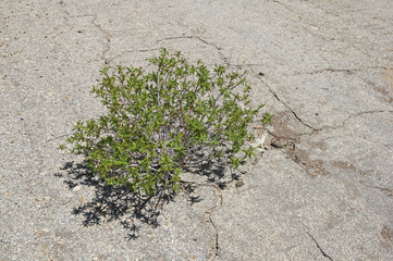 Plant Grows Through Crack