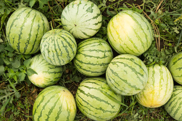 Ripe organic watermelons on the field, slide.