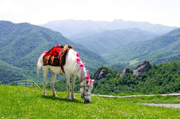 Horse in the mountains