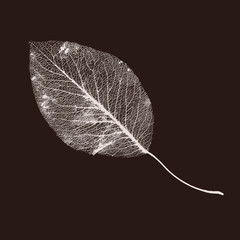 Vector Pear-tree Leaf Structure Skeletons with Veins