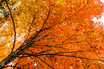 Fototapeta premium Orange Tree