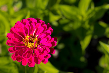Red Garden Flower