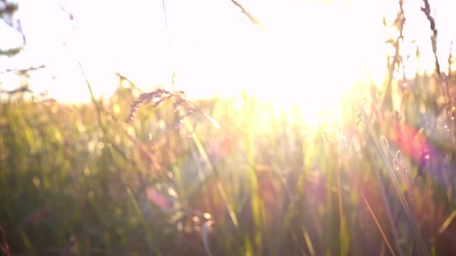 grassland at the wind at the sunset time
