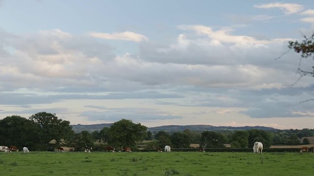 Rural landscape with organic cows grazing in the distance on a green grass meadow, Tarvin, Cheshire, England, UK. Overcast sky with mountains and hills in background.