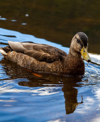 American Black Duck Swimming 