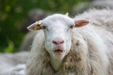 Schaf mit Zahnlücke