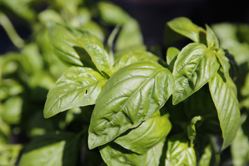 Basil for sale at the Farmers Market