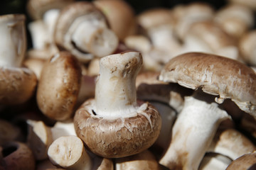 Crimini baby bells mushrooms for sale at the Farmers Market