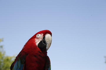 Parrots hanging out at the Farmers Market