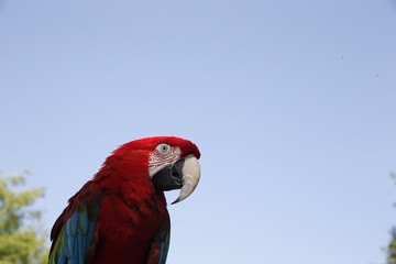 Parrots hanging out at the Farmers Market