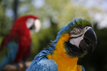 Parrots hanging out at the Farmers Market