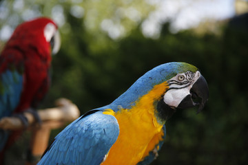 Parrots hanging out at the Farmers Market