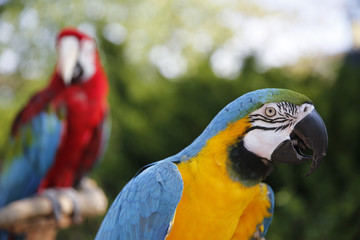 Parrots hanging out at the Farmers Market