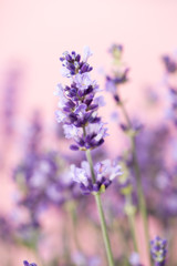 Lavender flowers.