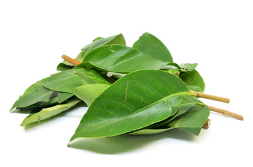 Indonesian Bay Leaf