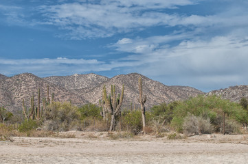 Baja California Sur Desert. MEXICO