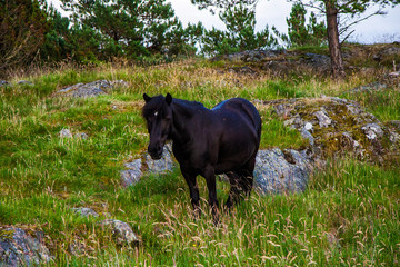 Black horse in wild