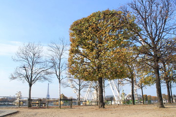 Fototapeta premium Jardin des Tuileries à Paris, France