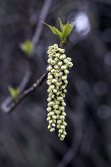 ハチジョウキブシ