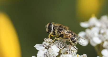 hoverfly on white flower with green background