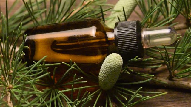 Pinus Furur Pine Ziołolecznictwo Pino Denneboom Сосна Wideo M&auml;nnyt Herbolog&iacute;a video Tallsl&auml;ktet Erboristeria Sosna Den Luontaistuote strobilo Kiefern Herbalism geslacht Pflanzenheilkunde Pini