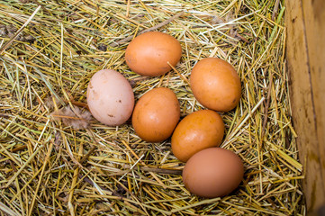 fresh chicken eggs with nest,A pile of brown eggs in a nest