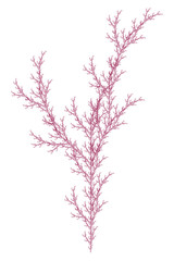 Flat Vector Computer Generated  L-system Branching Fractal  - Isolated Seaweed - Generative Art  
