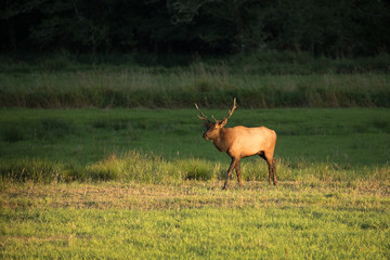 Herd of Elk in Oregon