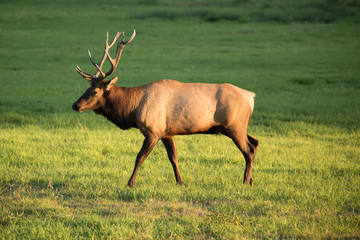 Herd of Elk in Oregon