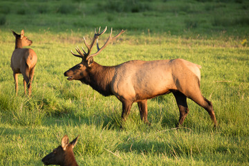 Naklejka na ściany i meble Herd of Elk in Oregon