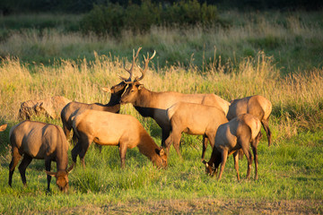 Herd of Elk in Oregon