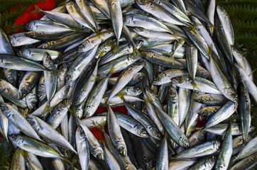 Fototapeta premium Fish market, horse mackerel fish