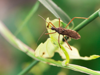 Brown Insect in The Jungle