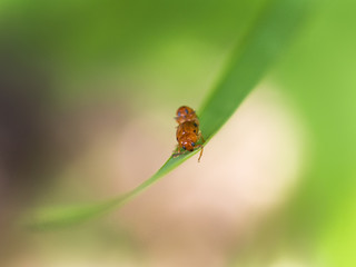 Little Orange Beetles are Breeding