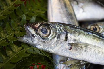 horse mackerel fish
