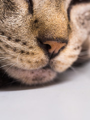 Hair on The Nose of The Cat