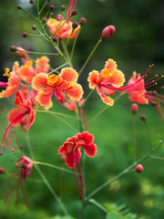 Orange Red Flowers Blooming
