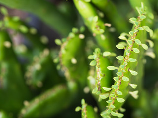 Blur of Little Leaves Cactus