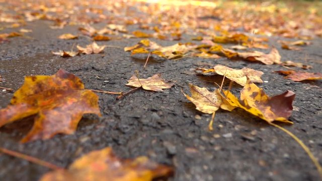 SLOW MOTION CLOSE UP Dead fallen tree leaves laying on wet road after rain in late autumn. Wet rotten maple leaves laying on empty street after heavy rainfall. Brown and yellow tree leaves under trees