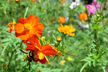 9月オレンジのコスモスとクマバチ