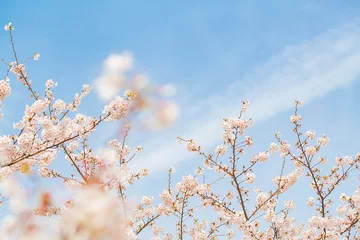 Crédence de cuisine en verre imprimé Fleur de cerisier 青空と桜