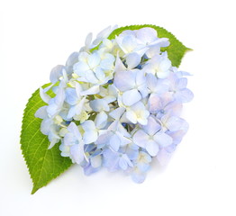 Obraz premium 紫陽花