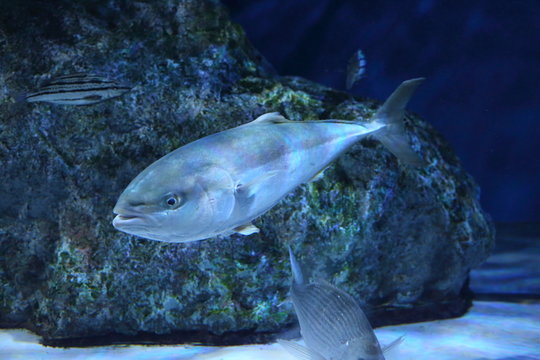 Japanese Amberjack Or Five-ray Yellowtail (Seriola Quinqueradiata) In Japan