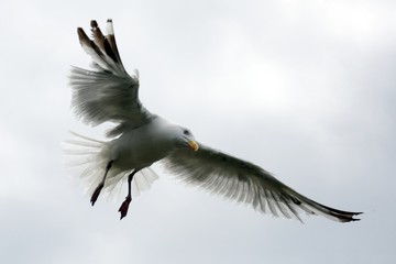 European herring gull, Slea Head, Ireland